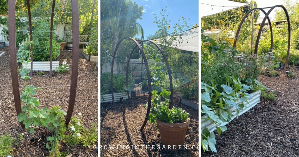  Ideas for Growing Vertically: Gracie Modern Arbor