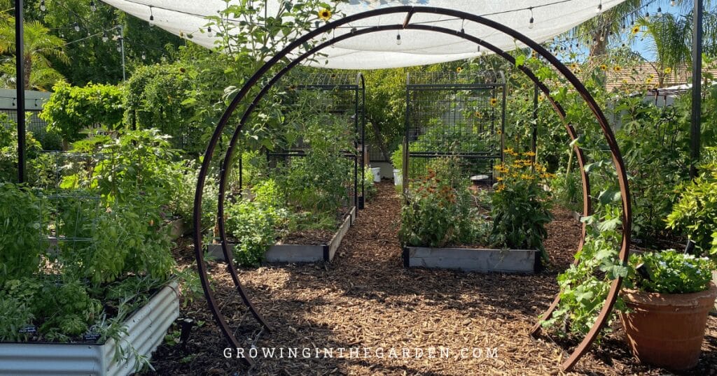 Ideas for Growing Vertically: Gracie Modern Arbor