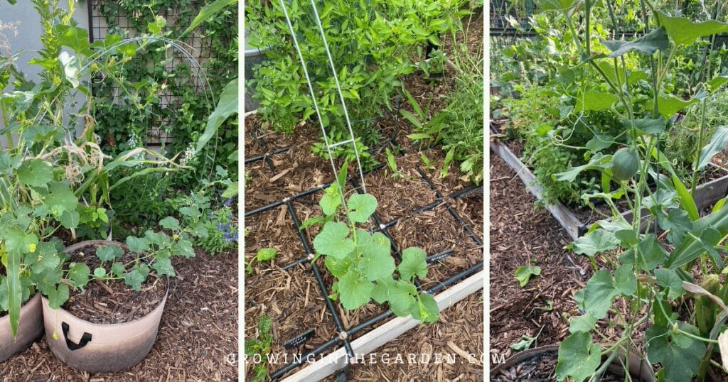 Ideas for Growing Vertically: Ladder mesh block is inexpensive and versatile. It's the perfect size to add to grow bags and other containers.