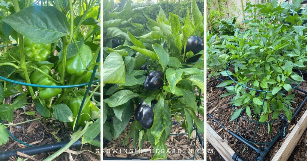 More ideas for vertical gardening