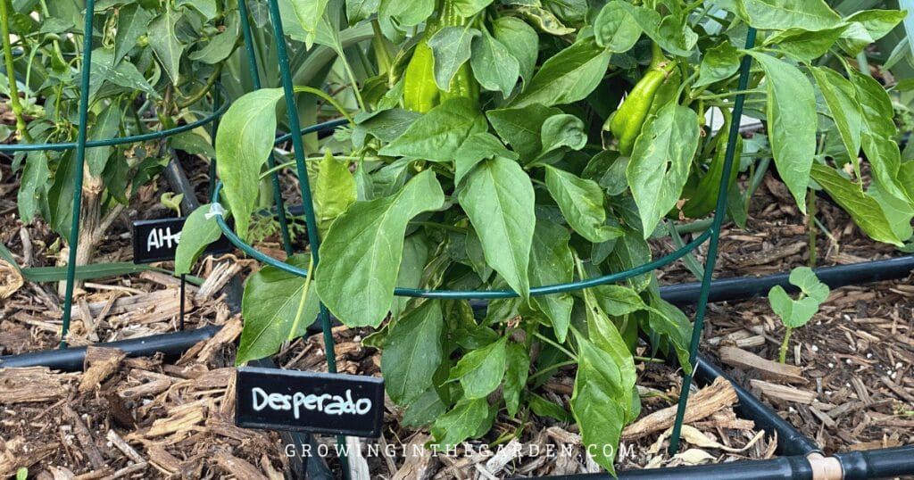 More ideas for vertical gardening