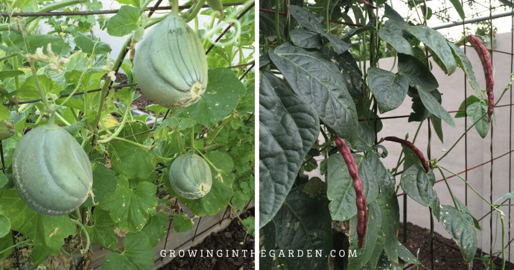 Ideas for Growing Vertically