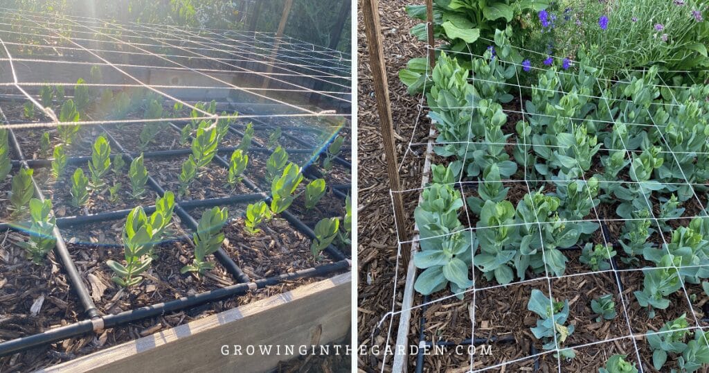 Ideas for Growing Vertically: Lisianthus growing up through trellis netting