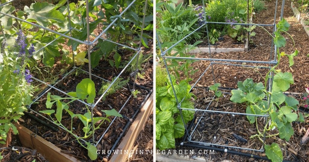 More ideas for vertical gardening