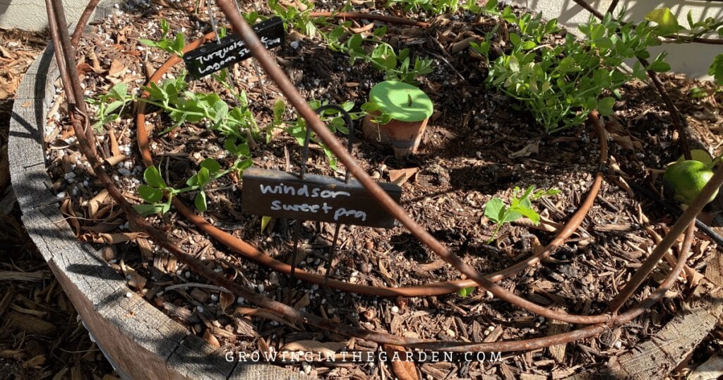 More ideas for vertical gardening