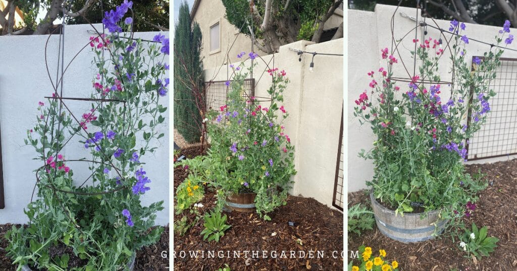 More ideas for vertical gardening