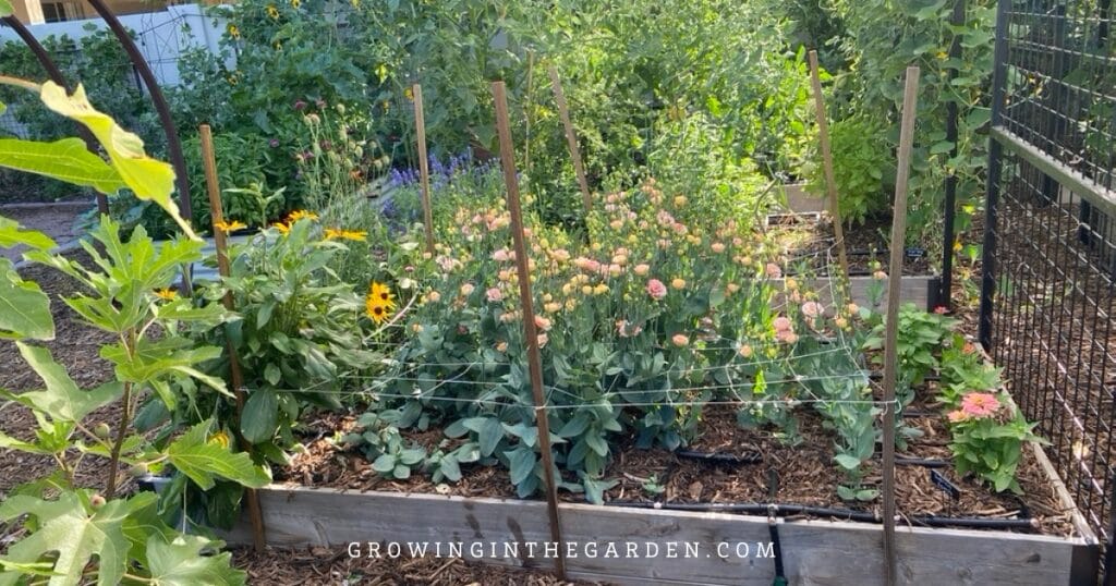 Lisianthus growing up through trellis netting.