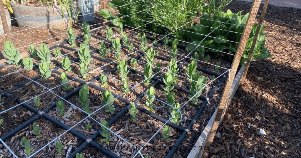 Lisianthus growing up through trellis netting