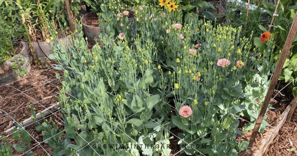 Lisianthus growing up through trellis netting