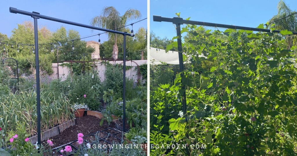 Freyr trellis before adding netting and Freyr trellis full of Armenian cucumber vines and fruit