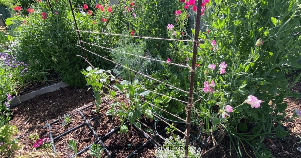 Jute strung between two rebar poles with tomatillo plants growing up