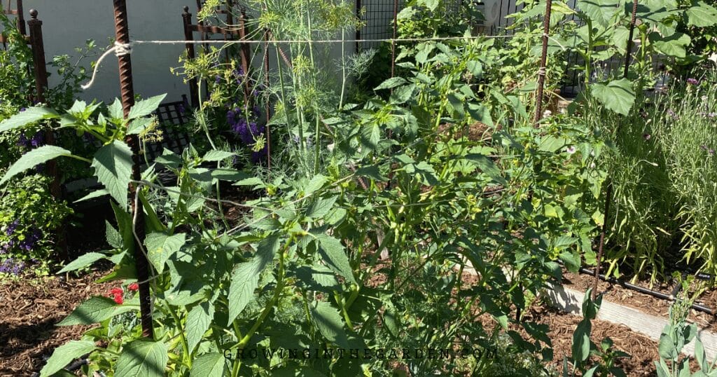 Jute strung between two rebar poles with tomatillo plants growing up