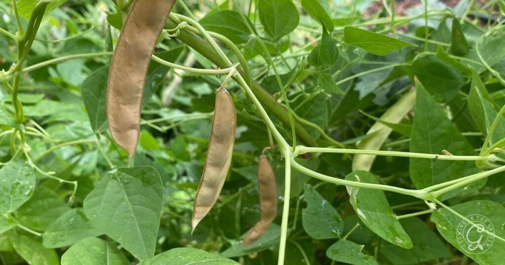 Brown and green bean pods growing on a leafy plant in a garden.