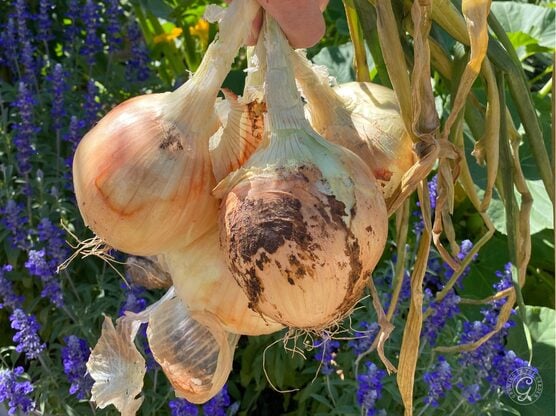 Texas Early Grano Onion featured image