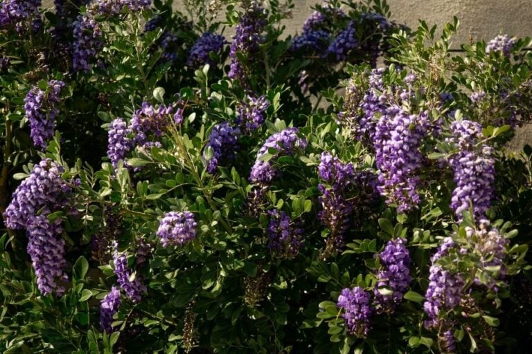 Texas Mountain Laurel: How to Grow this Desert Favorite featured image