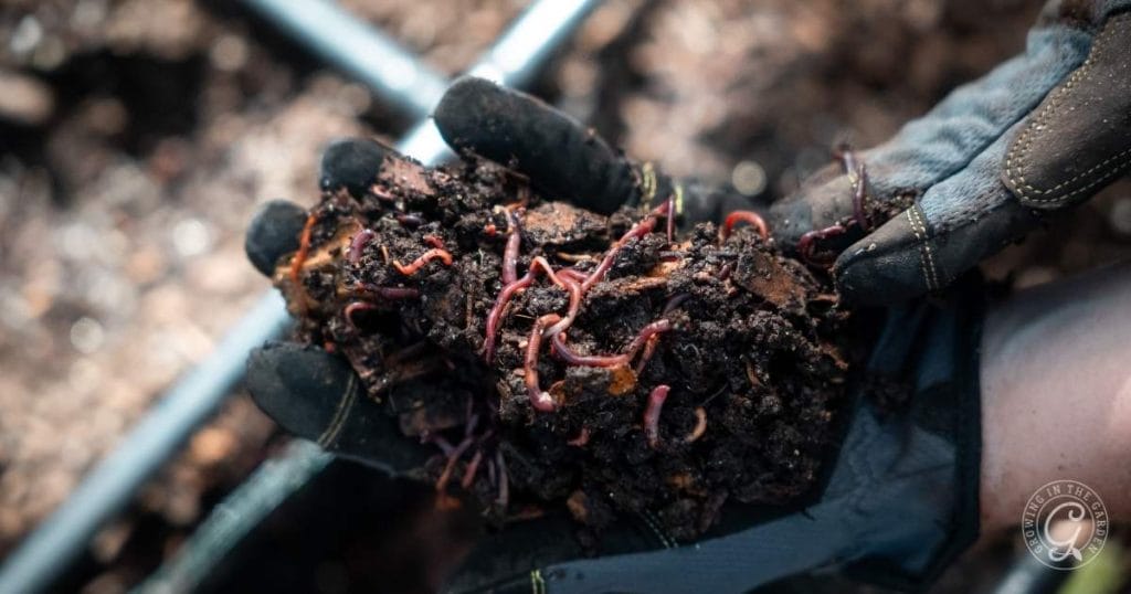Worms in an in bed vermicomposting bin