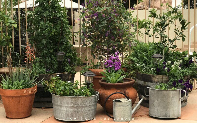 Potted plants and containers can thrive (even when it's hot) when you add an olla to help you out with the watering. Ollas are the the best way to water outdoor potted plants. Growoya discount code. 