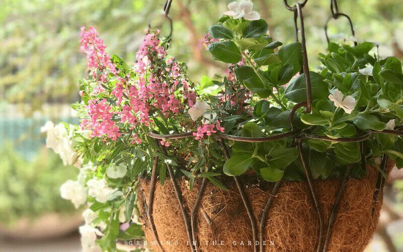 Potted plants and containers can thrive (even when it's hot) when you add an olla to help you out with the watering. Ollas are the the best way to water outdoor potted plants. 