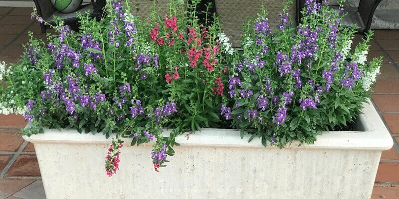 I use ollas from Growoya. I've used them in different areas around my garden and have found them the best way to water outdoor potted plants. If you would like more information about using ollas, check out their website. Use code GROWING for a small discount.