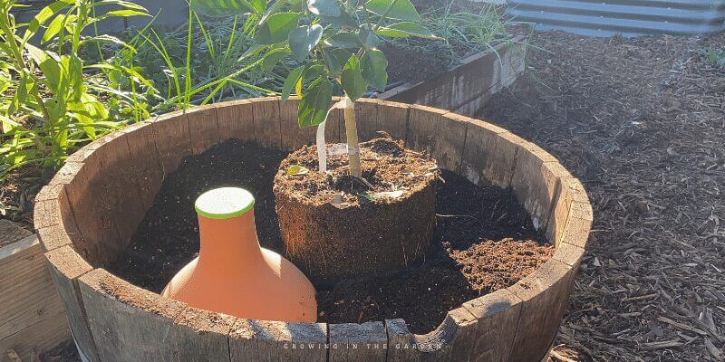 I use ollas from Growoya. I've used them in different areas around my garden and have found them the best way to water outdoor potted plants. If you would like more information about using ollas, check out their website. Use code GROWING for a small discount.