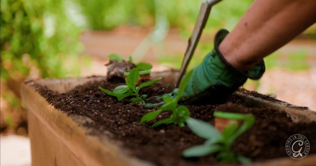 A gloved hand planting seedlings in a rectangular planter filled with soil outdoors, taking care to avoid common vegetable gardening mistakes.