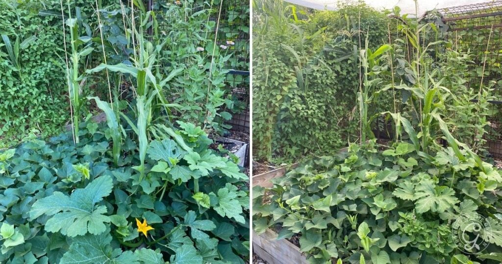 Three Sisters Garden in a raised bed