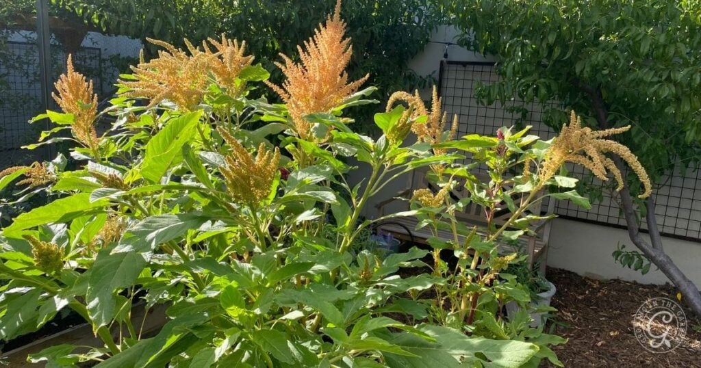 Tall green plants with feathery yellow flower clusters thrive in a sunny garden next to a fence, perfect for adding to your Three Sisters container garden.