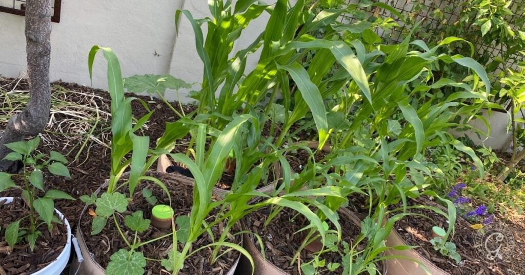 Three Sisters Grow Bag Garden