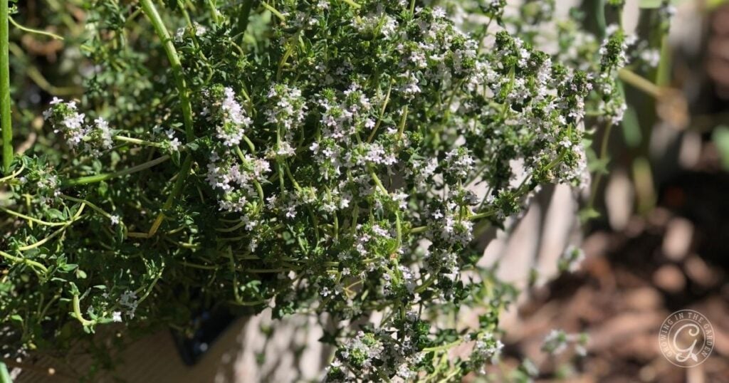 Thyme