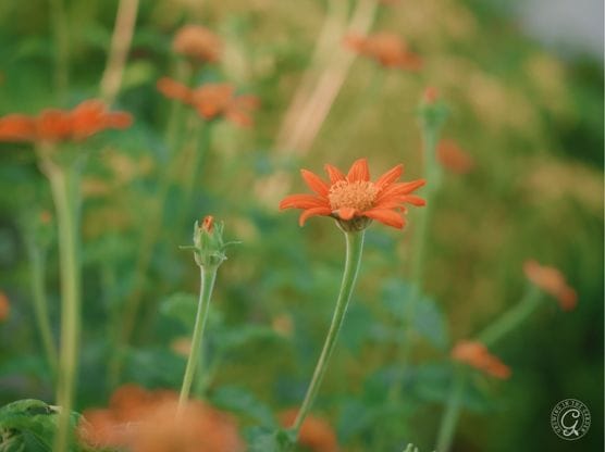 Tithonia (Mexican Sunflower) featured image