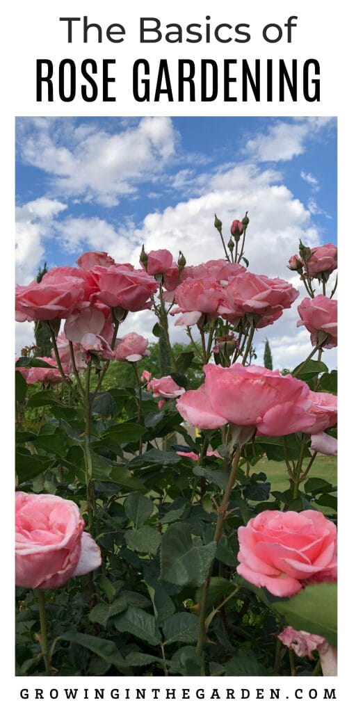 Greenhouse Tips for Hot Summer Climates