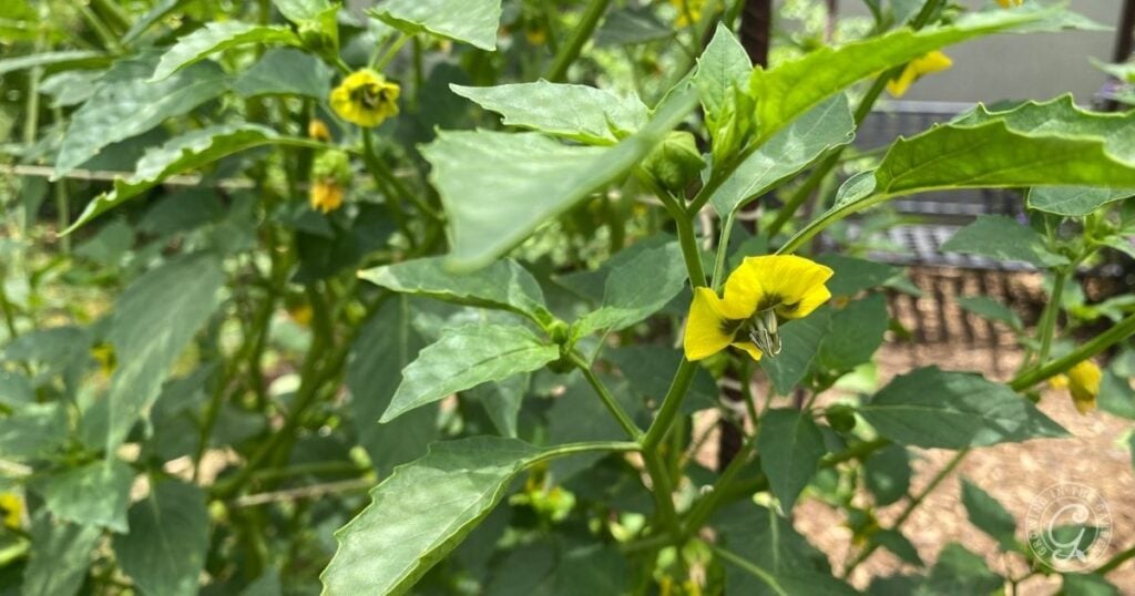 Green leafy plant with small yellow flowers growing outdoors in a garden setting—an example of which vegetables love to climb, thriving vertically among soil and garden structures in the blurred background.