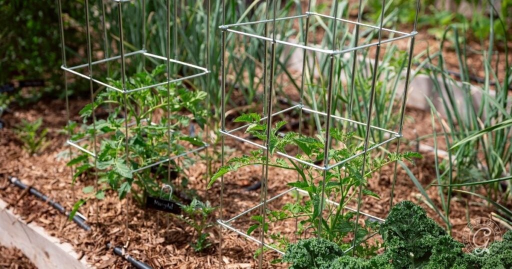 Raised garden bed with young tomato plants supported by metal cages, a classic choice for vertical gardening vegetables. Green leafy plants and tall onions or garlic grow nearby in this sunlit outdoor garden.