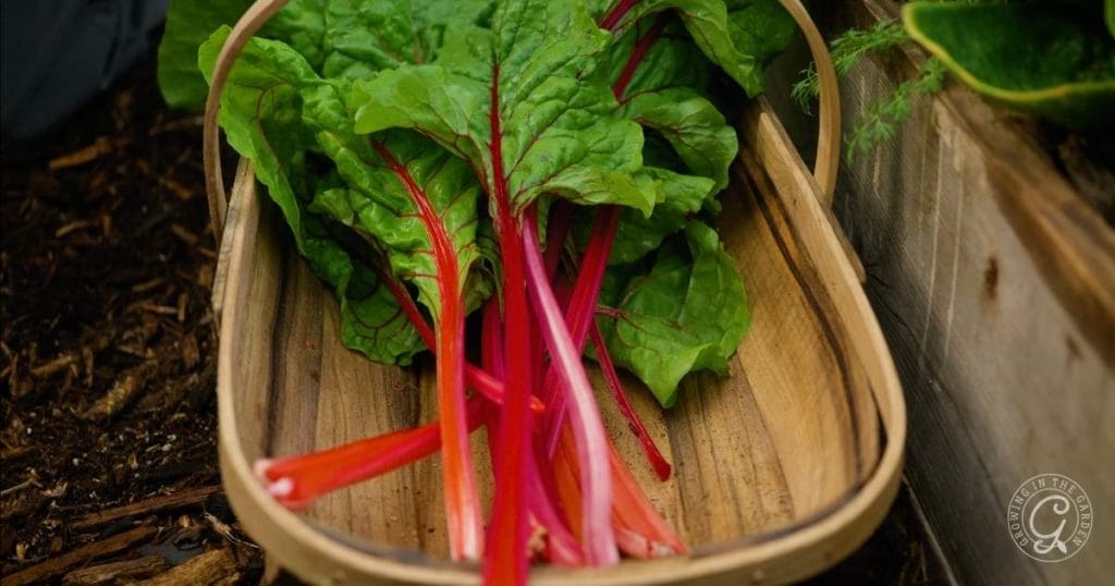 Top 10 Easy Fall Vegetables to Plant from Seed