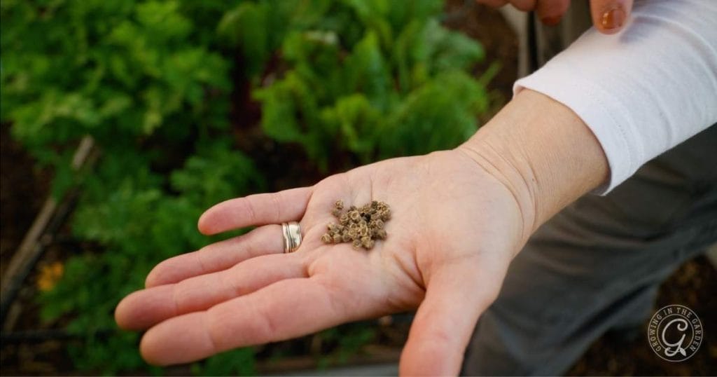 Top 10 Easy Fall Vegetables to Plant from Seed