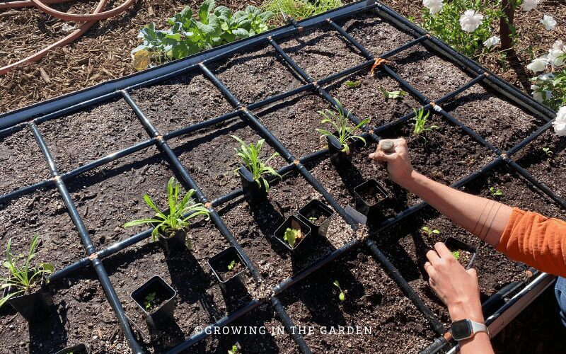 Mistakes are often the best teacher, but learn from others' raised bed garden mistakes instead of making your own.