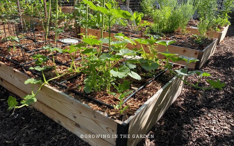 Mistakes are often the best teacher, but learn from others' raised bed garden mistakes instead of making your own.