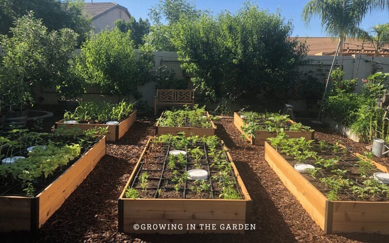 Raised Bed Gardening:
5 MISTAKES to AVOID
growing in the garden