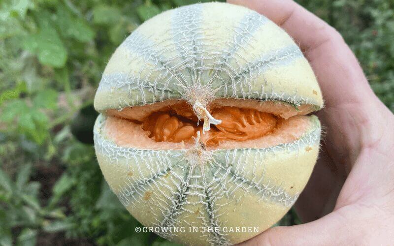 Consider how you will water the garden beds as part of your raised bed garden plan. 