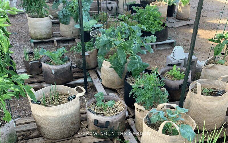 If you aren't sure where you want to put your garden beds, consider gardening in grow bags for the first season. Grow bags are an inexpensive way to begin gardening as you determine the best location for your raised bed garden. 