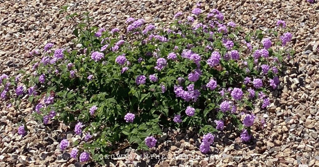 Lawn Alternatives: 10 Low-Water-Use Groundcovers for Hot Climates