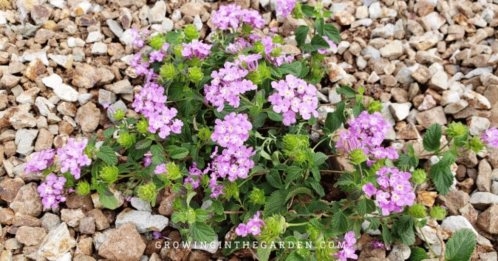 Lawn Alternatives: 10 Low-Water-Use Groundcovers for Hot Climates