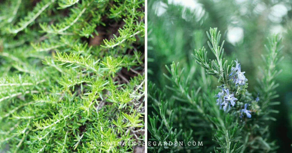 Trailing Rosemary (Rosmarinus officinalis 'Prostratus')