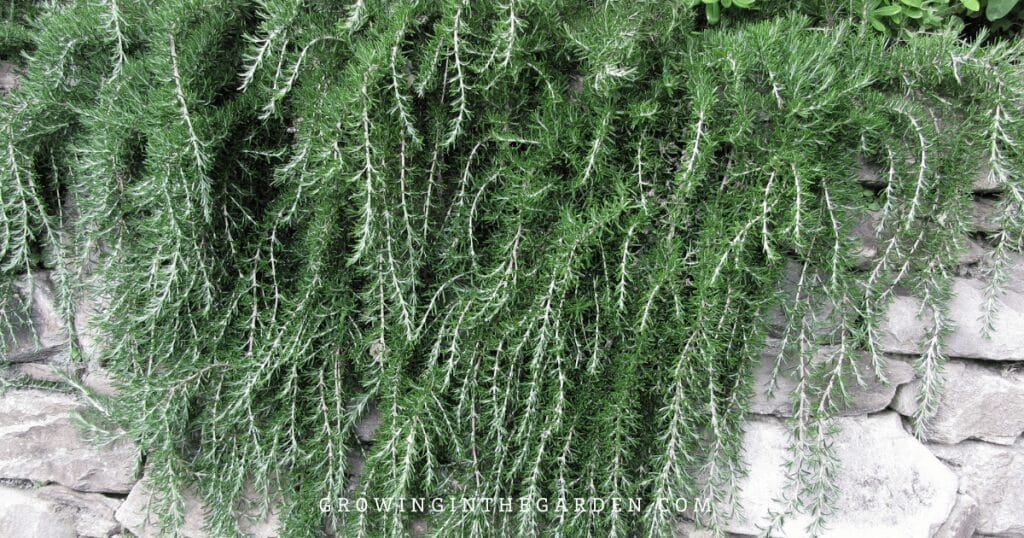 Trailing Rosemary (Rosmarinus officinalis 'Prostratus')