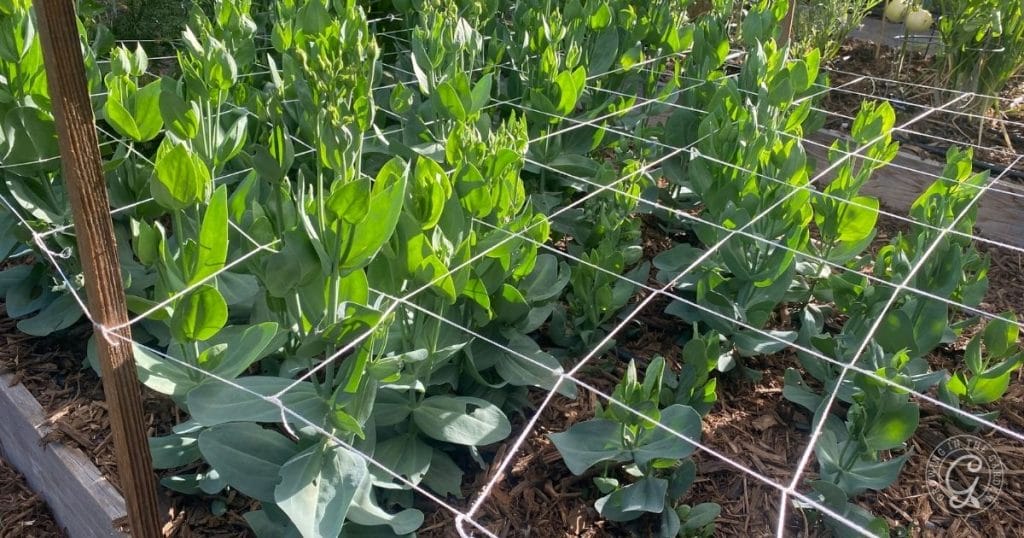 Train Plants Through the Netting