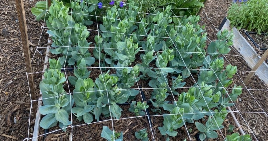 Trellis netting on lisainthus
