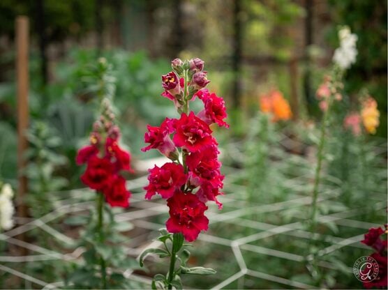 Flower Support Trellis Netting featured image