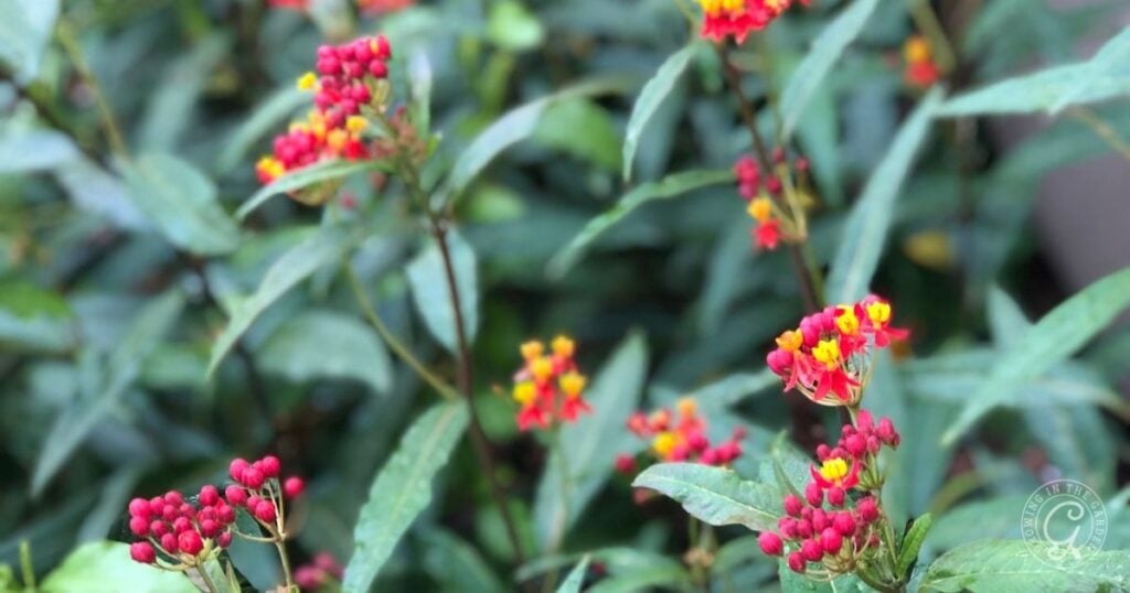 Red and yellow flowers with clusters of buds grow among green leaves, creating a colorful contrast against a blurred leafy background—an eye-catching display that attracts pollinators and enlivens the garden year after year with hardy perennials.