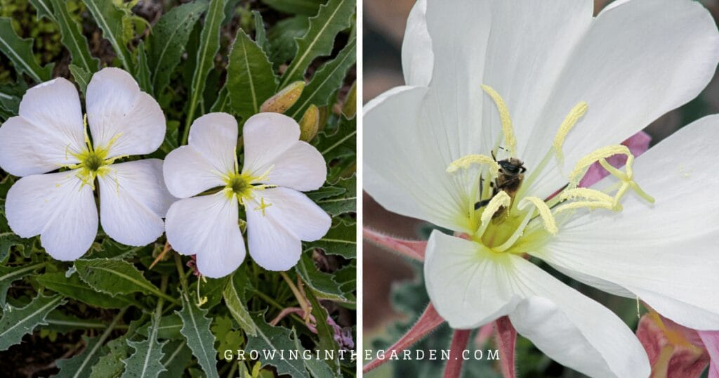 Tufted Evening Primrose