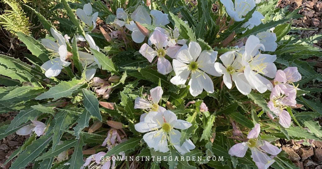 Tufted Evening Primrose